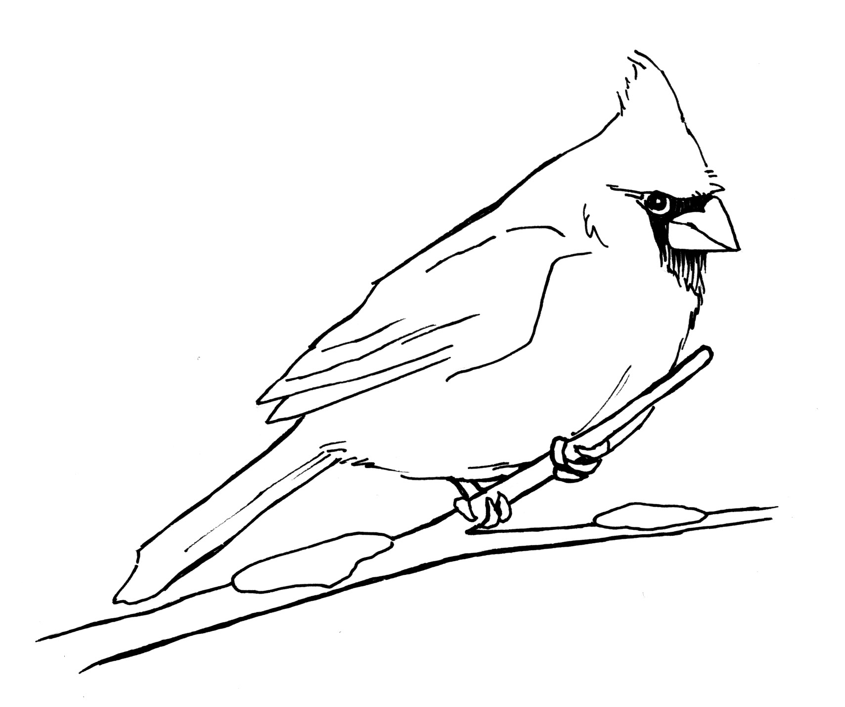 ohio state bird coloring pages - photo #12